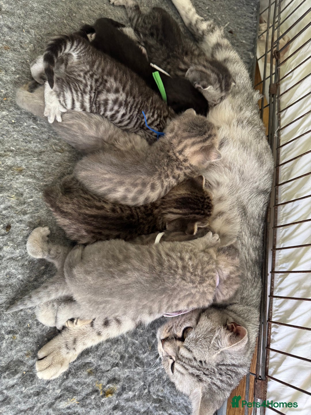 Scottish Fold cats for sale: Scottish fold/ Scottish striaght BSH kittens  - Image 22