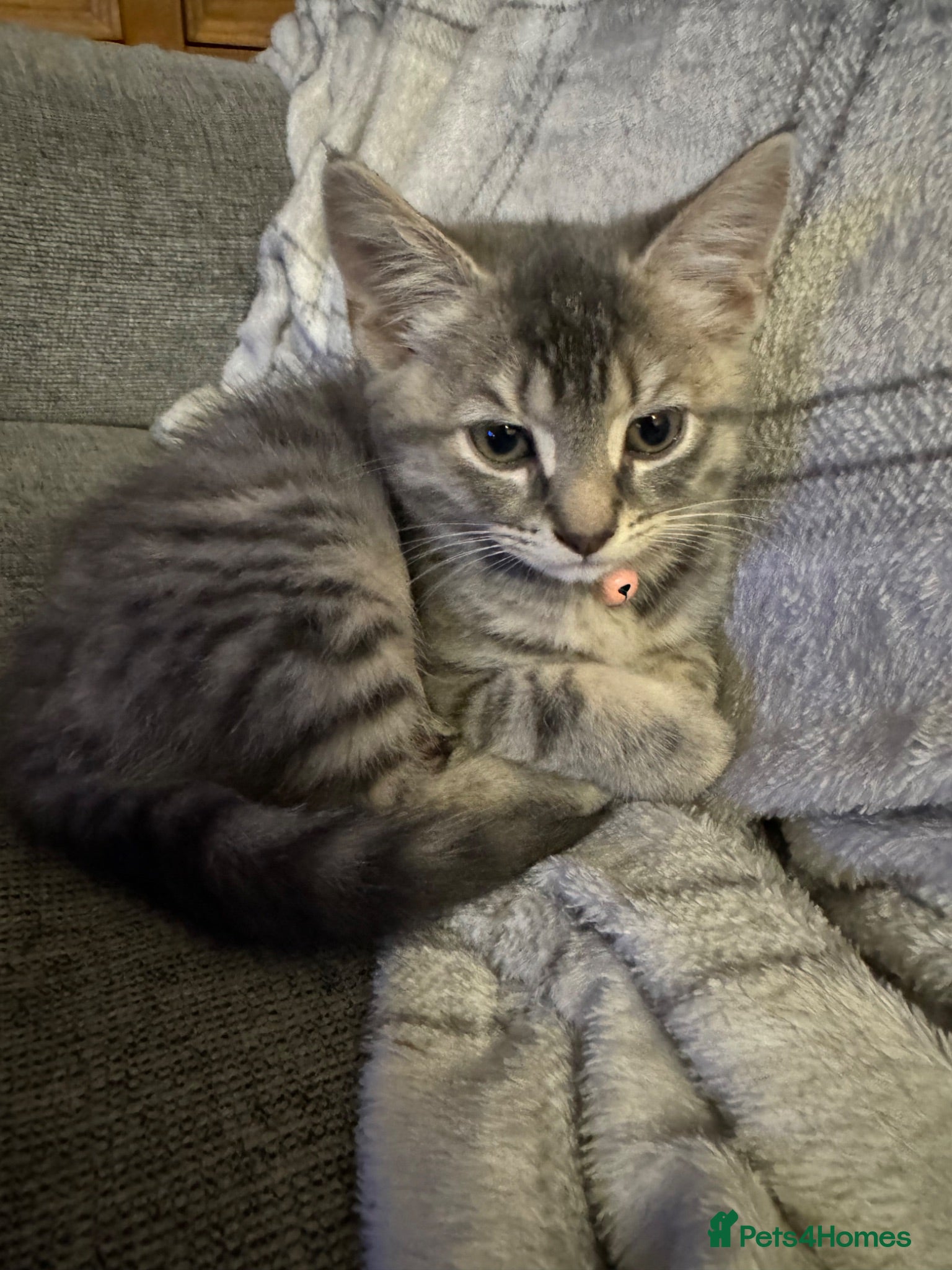 Mixed Breed cats 2 kittens for sale  - Advert 1