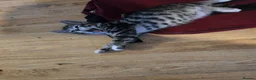 Mixed Breed cats for sale: BEAUTIFUL TABBY KITTENS - Advert 9