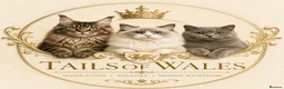 Ragdoll cats for sale: Beautiful TICA Registered Ragdoll Kittens  - Advert 8