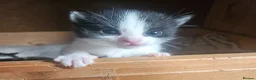 Mixed Breed cats for sale: 4 male kittens - Advert 4