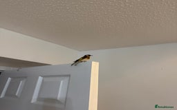 Finches birds for sale: Lovely couple of goldfinches for sale - Image 2