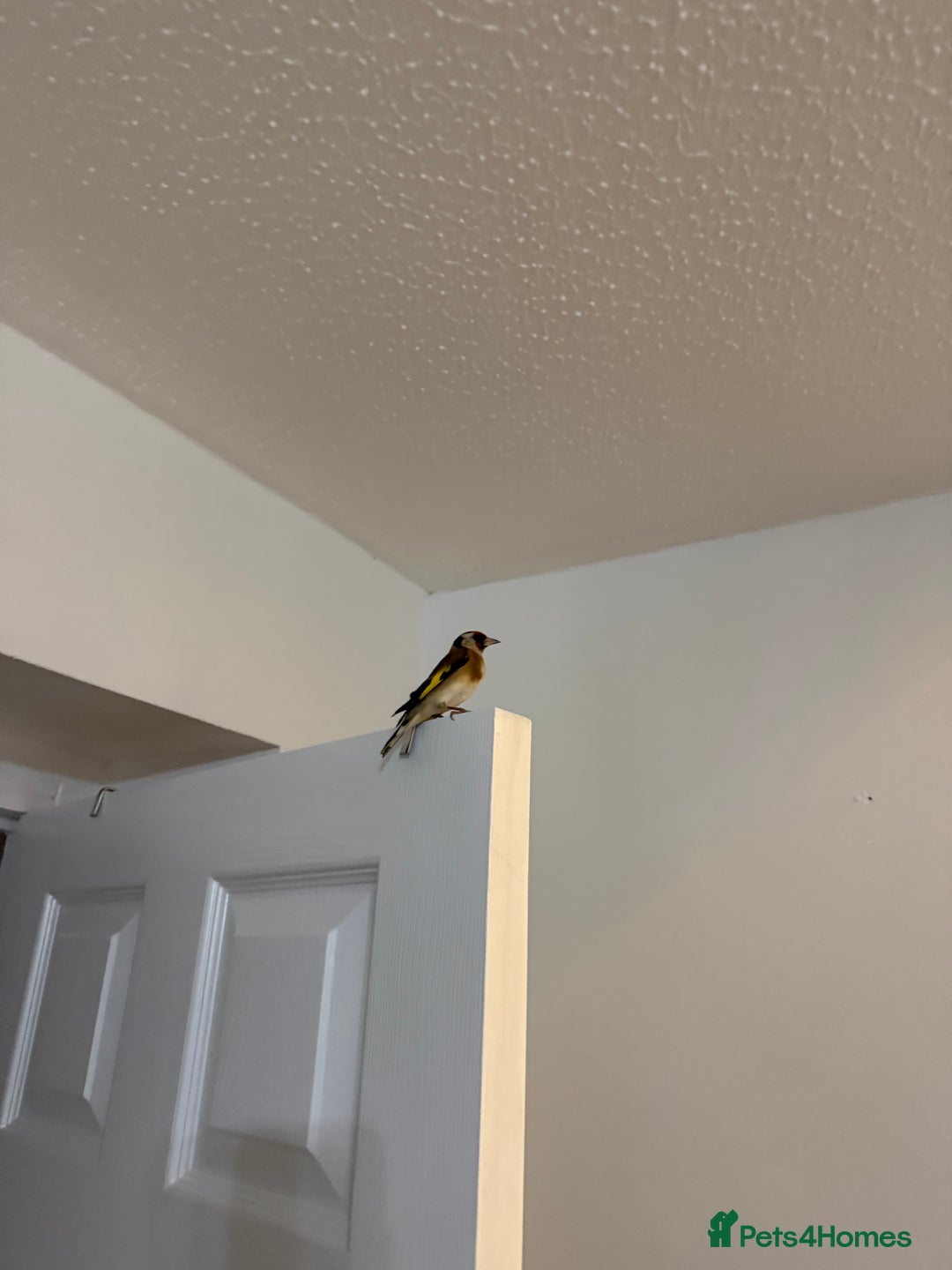Finches birds for sale: Lovely couple of goldfinches for sale - Image 2