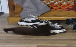 Mixed Breed cats for sale: 2 boys ready now - Image 4