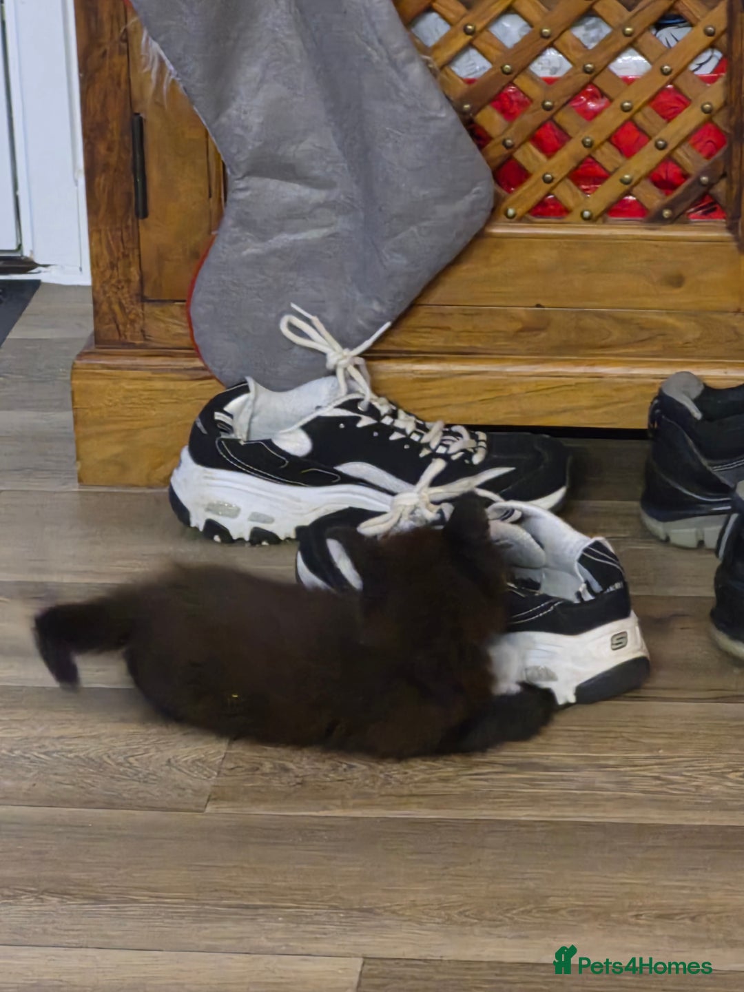 Mixed Breed cats for sale: 2 boys ready now - Image 4