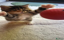 Mixed Breed cats for sale: Lovely kittens Looking for new Homes  - Image 1