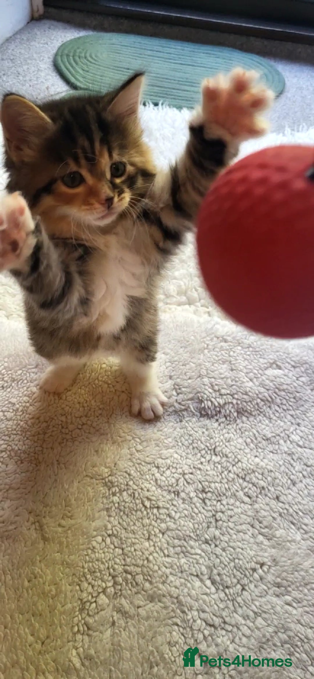 Mixed Breed cats for sale: Lovely kittens Looking for new Homes  - Image 1