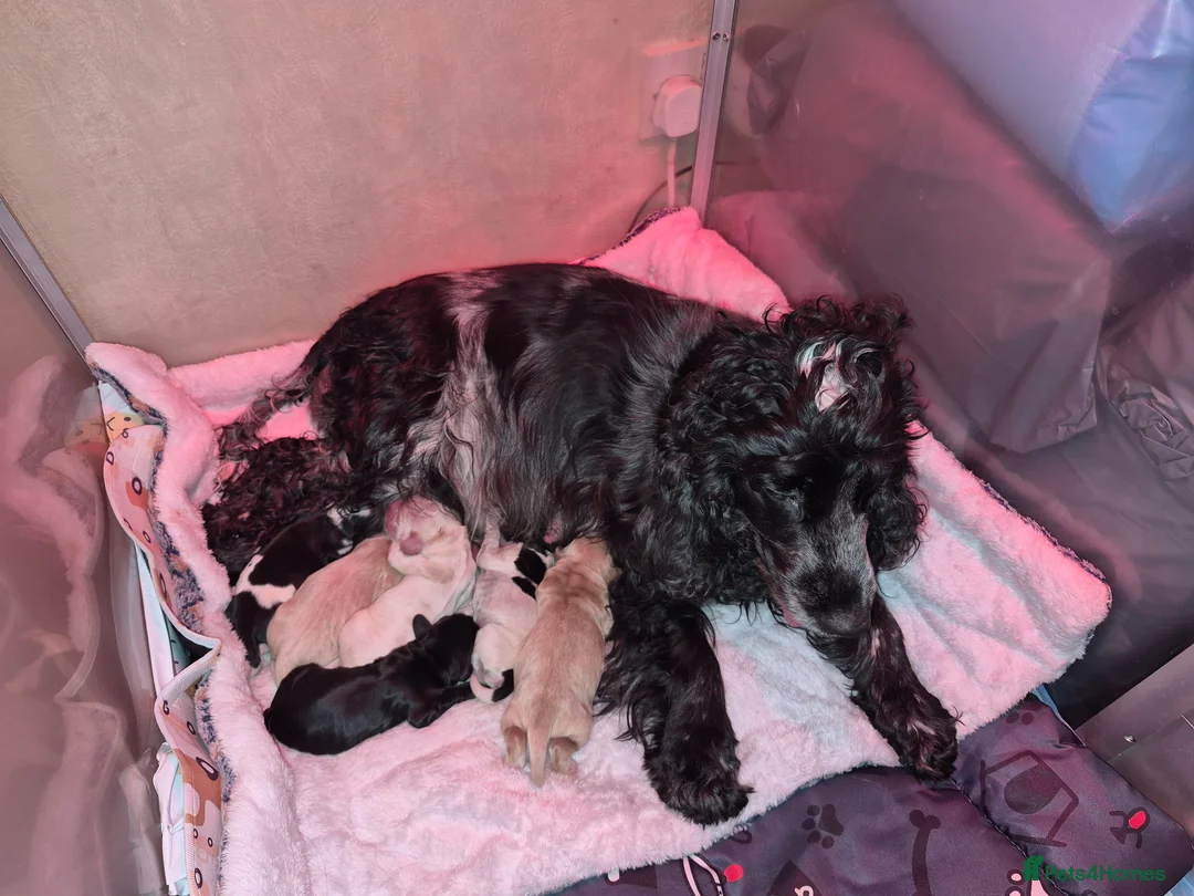 Cocker Spaniel dogs for sale: Open for reserve English Cocker Spaniel puppies - Advert 2