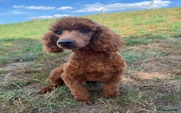 Toy Poodle dogs for sale: Toy Poodle male  - Image 5
