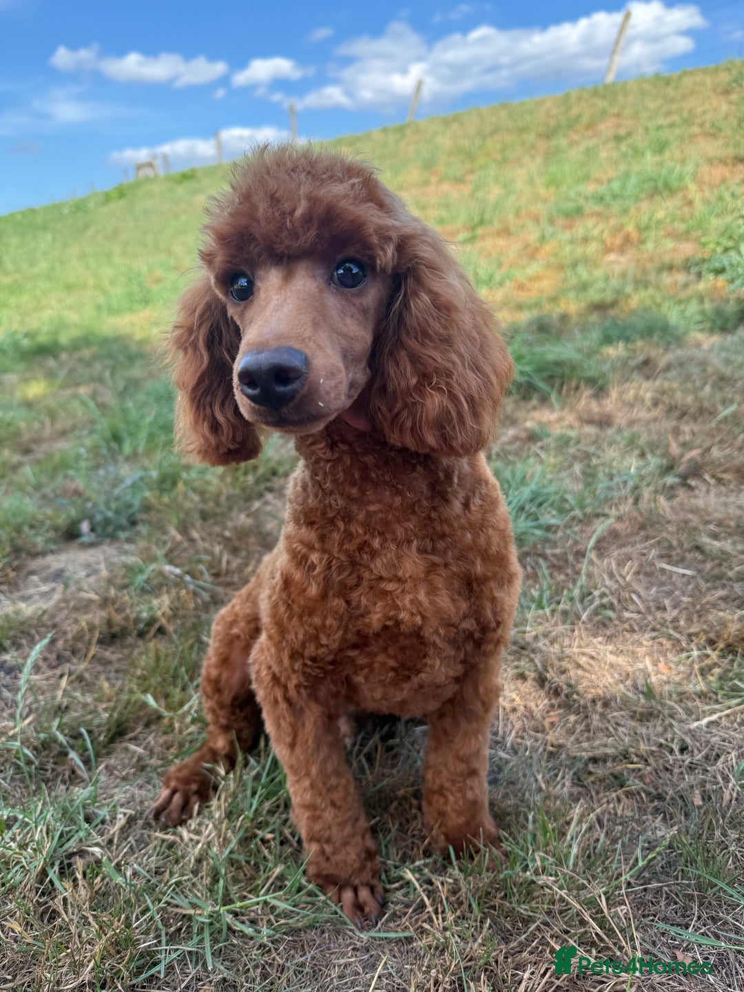 Toy Poodle dogs for sale: Toy Poodle male  - Image 5