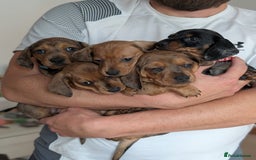 Miniature Dachshund dogs for sale: 2x miniature dachshunds - Image 28
