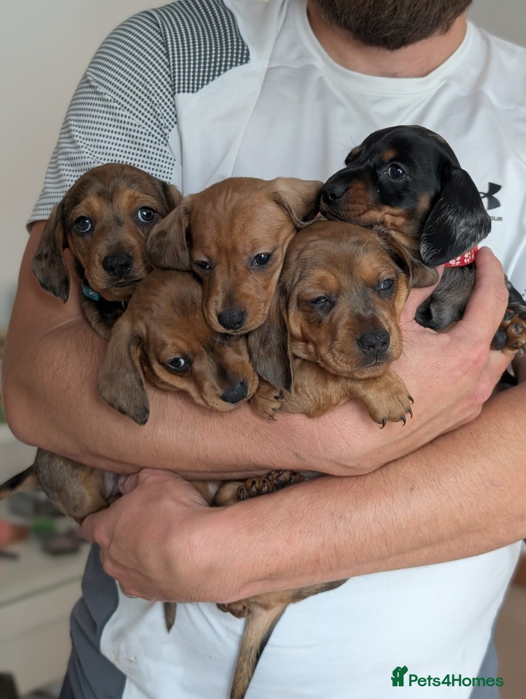 Miniature Dachshund dogs for sale: 2x miniature dachshunds - Image 28
