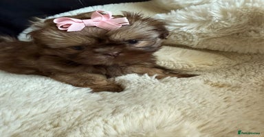 Shih Tzu dogs - Advert 3