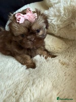 Shih Tzu dogs - Advert 3