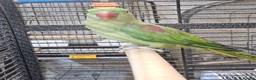Parrots birds for sale: PARROTS/AMAZONS/PARAKEETS  - Advert 14