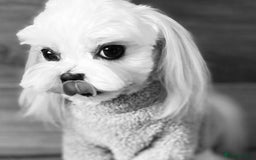 Maltipoo dogs for sale: Stunning Maltipoo Puppies ⭐️ DNA Tested ⭐️ - Image 31