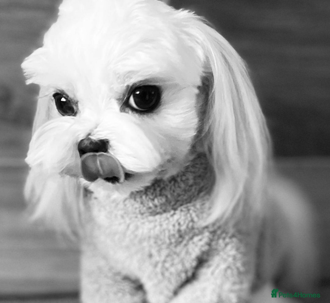 Maltipoo dogs for sale: Stunning Maltipoo Puppies ⭐️ DNA Tested ⭐️ - Image 31