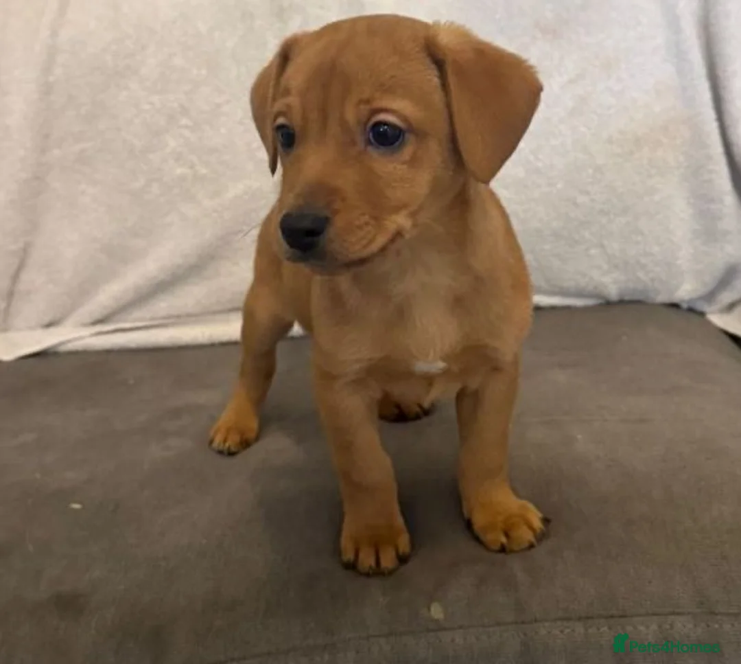Mixed Breed dogs for sale: 5 Staff x beagle  - Advert 6
