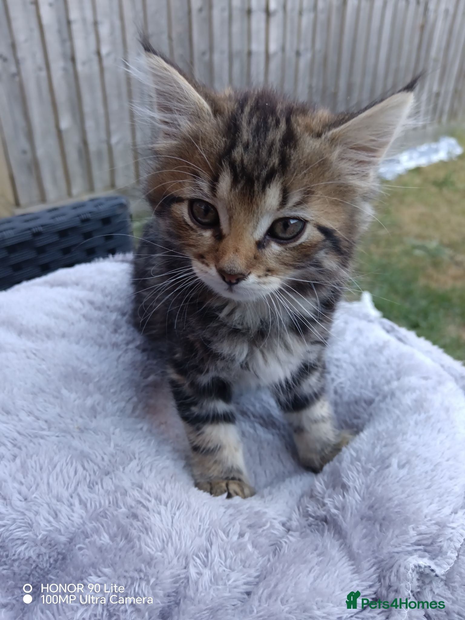 Mixed Breed cats Kittens  - Advert 1