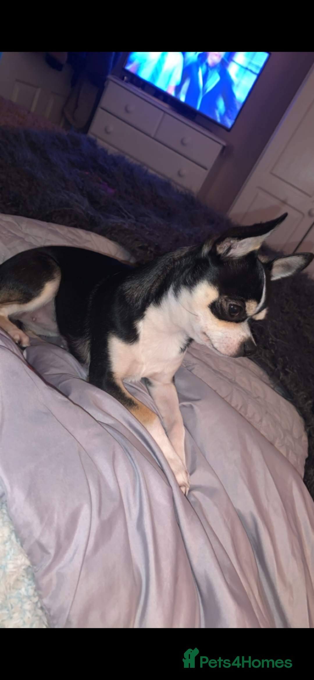 Chihuahua dogs for sale: Chihuahua girl 6 years  - Advert 6