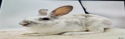 Rex rabbits for sale: Lovely mixed litter mini rex - Advert 8