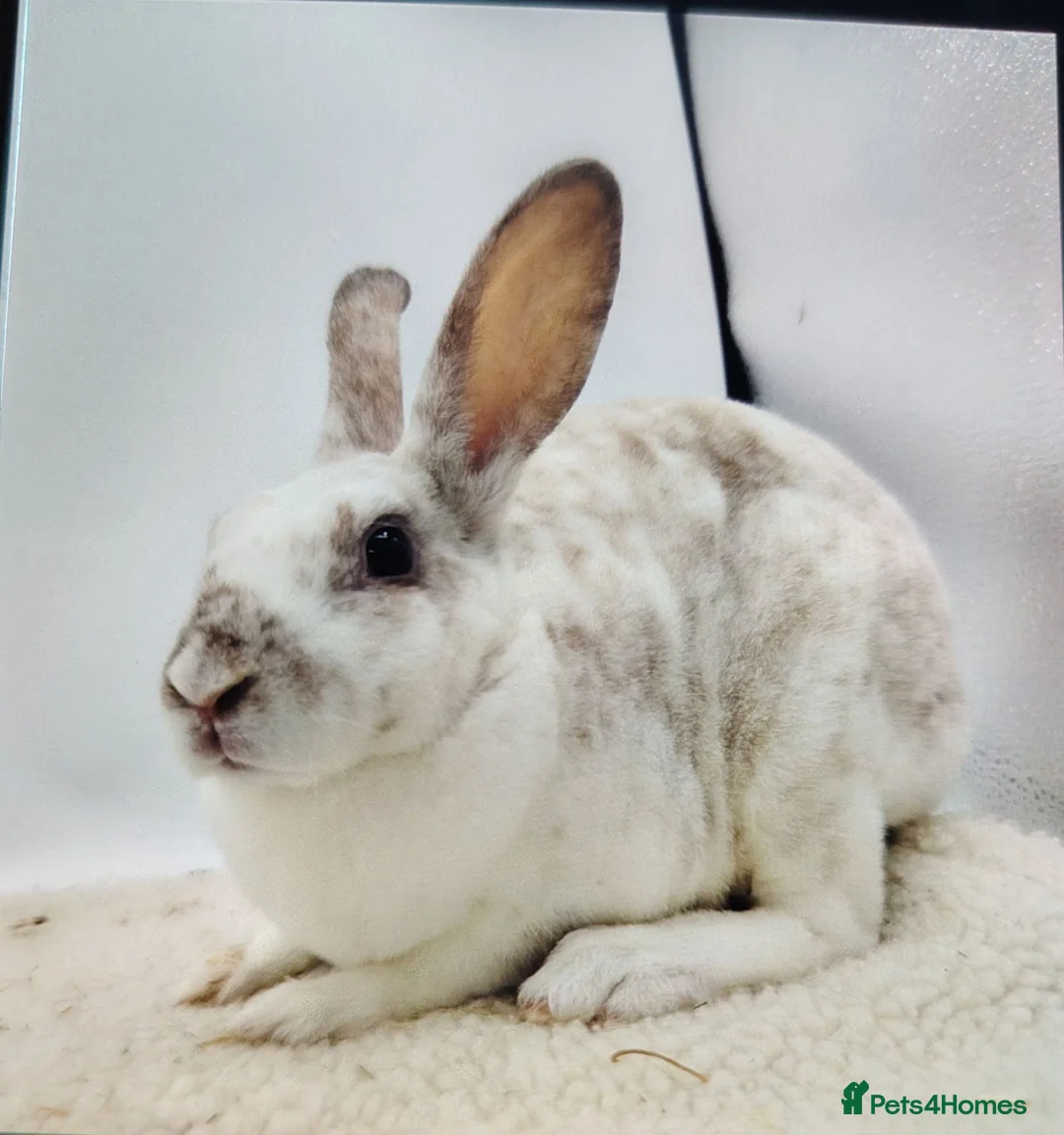Rex rabbits for sale: Lovely mixed litter mini rex - Advert 8