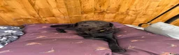 Labrador Retriever dogs for sale: Gorgeous 13-Month-Old Male Labrador Retriever  - Advert 1