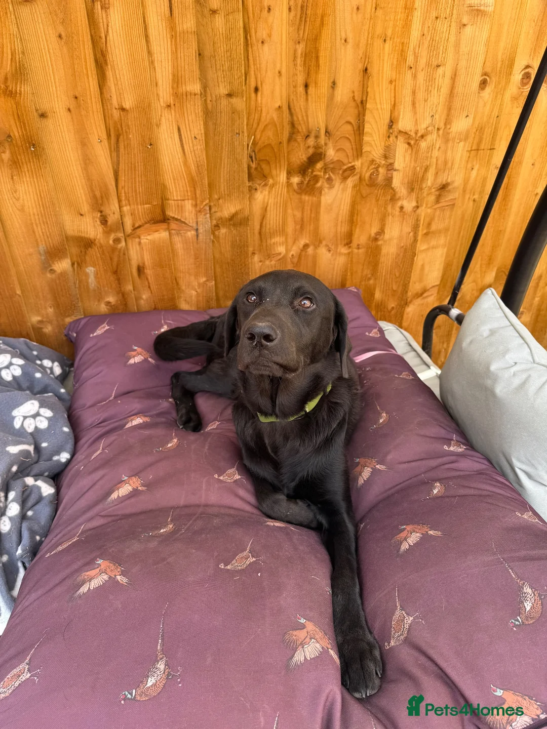 Labrador Retriever dogs for sale: Gorgeous 13-Month-Old Male Labrador Retriever  - Advert 1