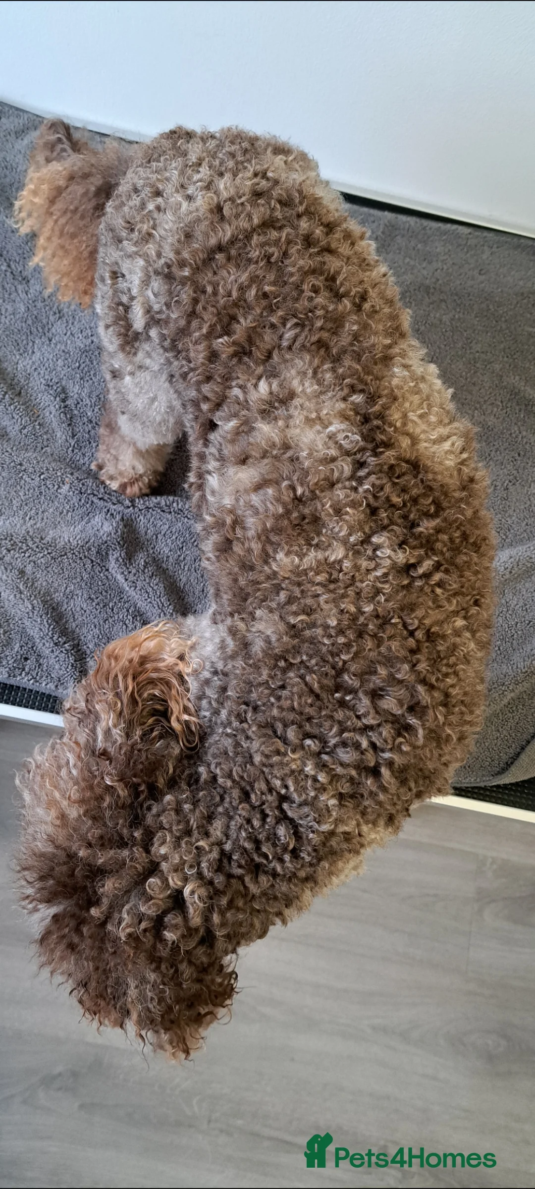 Poodle dogs for stud: Cockapoo stud chocolate merle  in Bristol - Advert 11