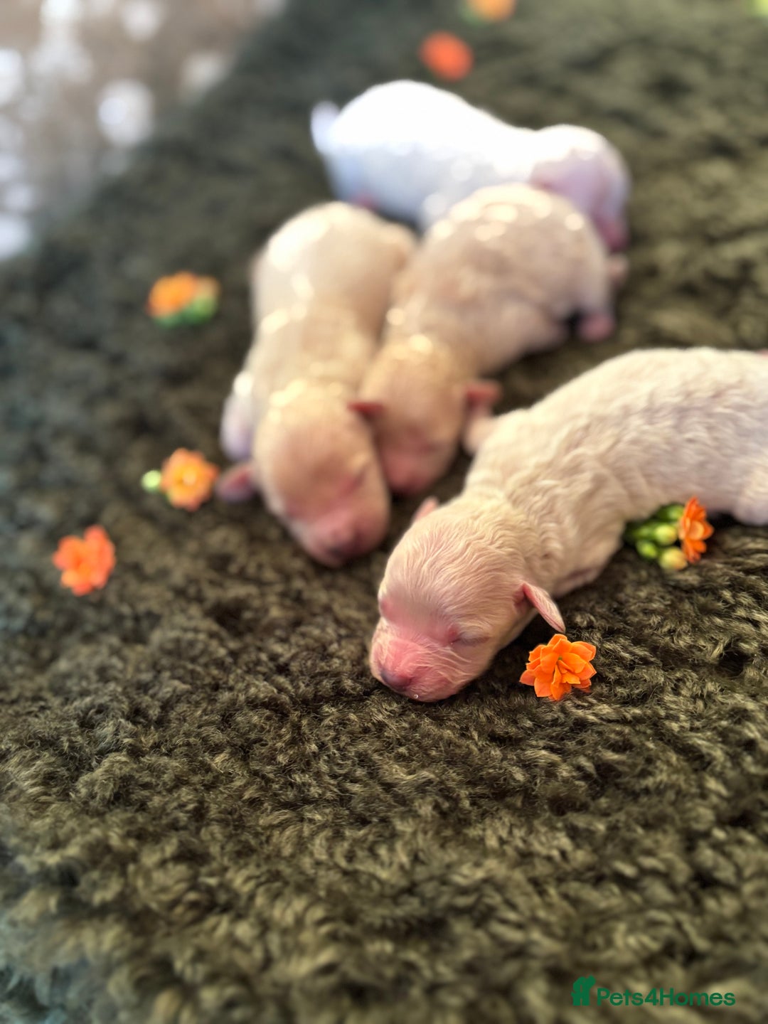 Maltipoo dogs for sale: Exquisite Maltipoo puppies  - Advert 6