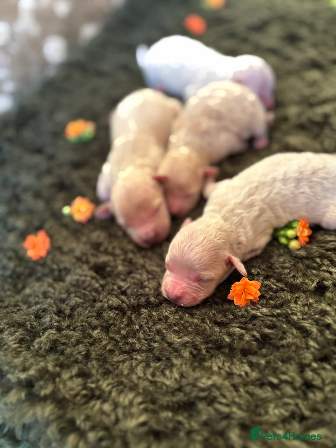 Maltipoo dogs for sale: Exquisite Maltipoo puppies  - Advert 8