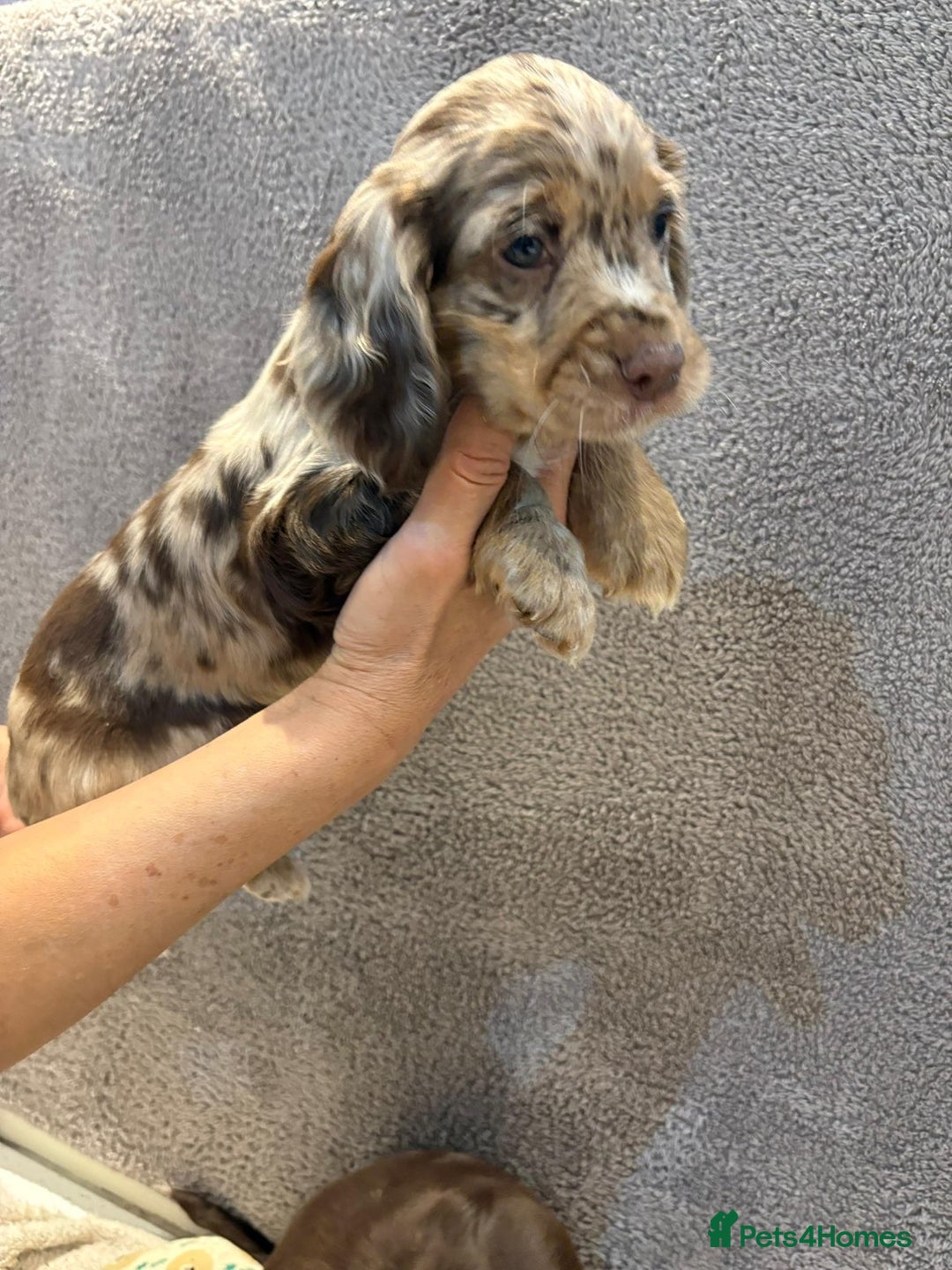 Cocker Spaniel dogs for sale: Pedigree show kc parents DNA health tested    - Advert 12