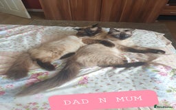 Ragdoll cats for sale: 5 fully seal point ragdoll kittens  - Image 29