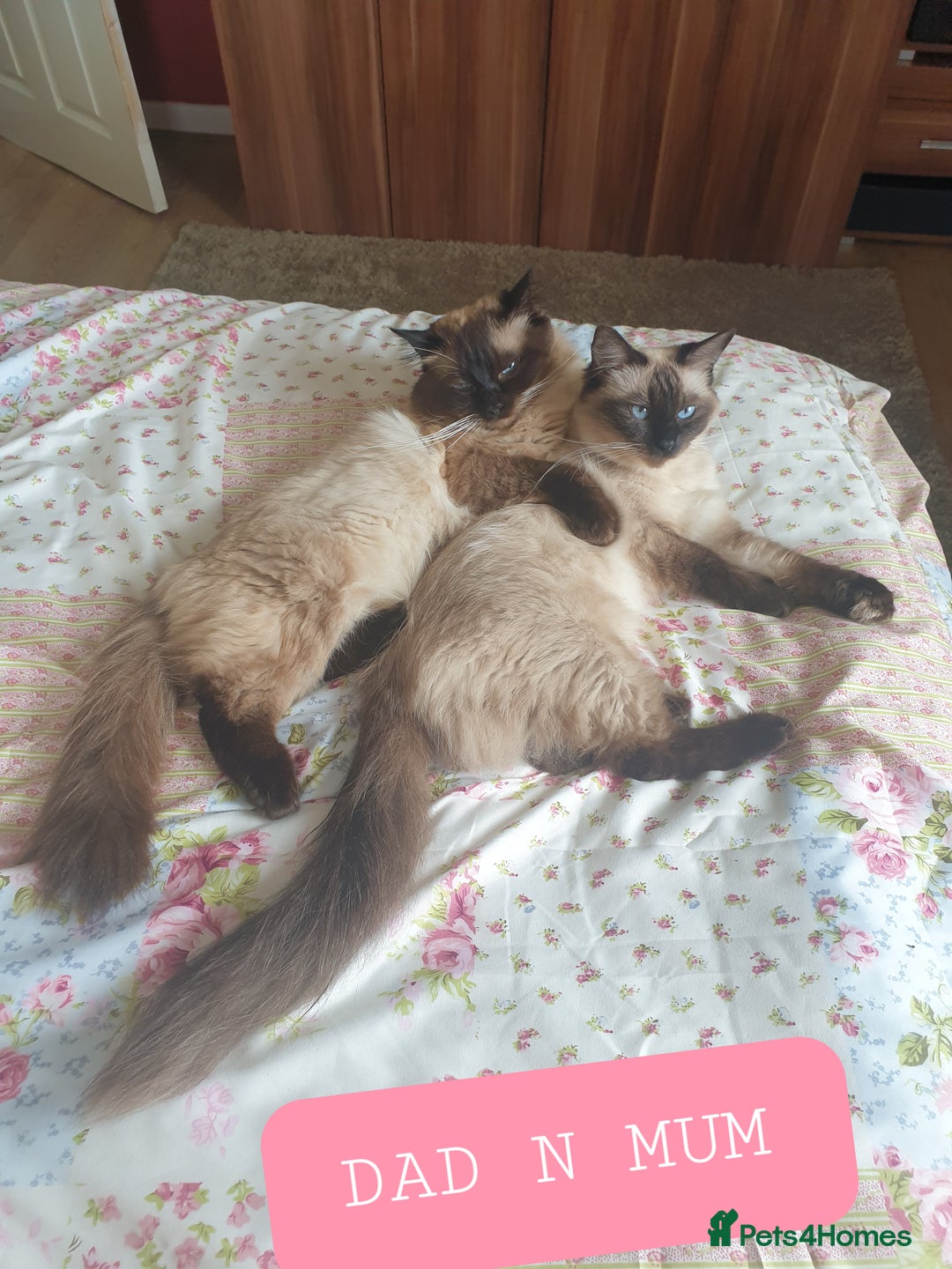 Ragdoll cats for sale: 5 fully seal point ragdoll kittens  - Image 29