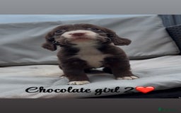 Cocker Spaniel dogs for sale: Cocker spaniel puppies for sale - Image 16