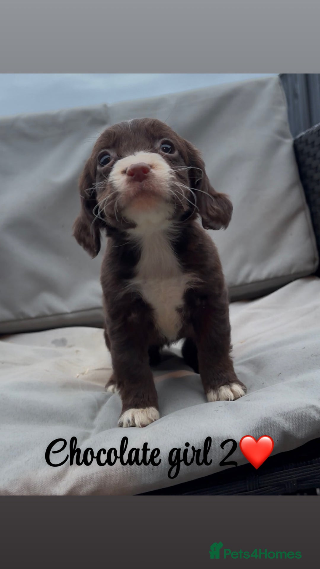 Cocker Spaniel dogs for sale: Cocker spaniel puppies for sale - Image 16