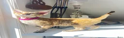 Devon Rex cats for sale: ❤️ OUR LAST GIRL FROM OUR SPRING LITTER  - Advert 8