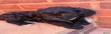 Cockapoo 4