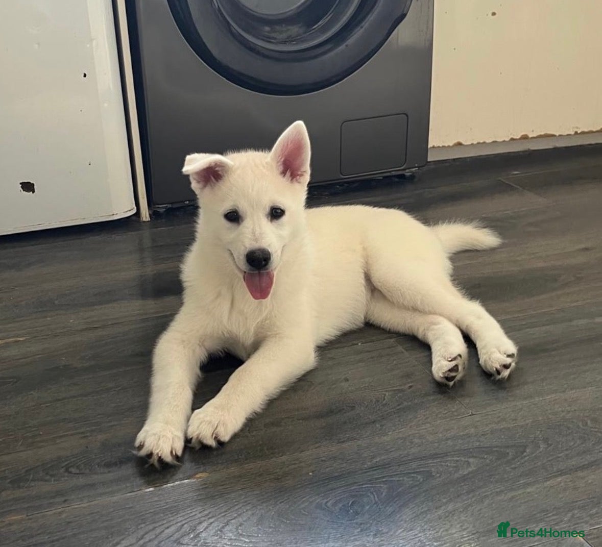 Pomsky dogs 3 Adorable Pomsky Puppies  - Advert 1