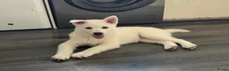 Pomsky dogs for sale: 3 Adorable Pomsky Puppies  - Advert 3