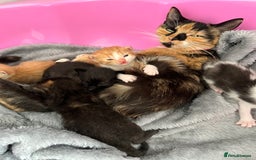 Mixed Breed cats for sale: 2 beautiful ginger male cats - Image 10