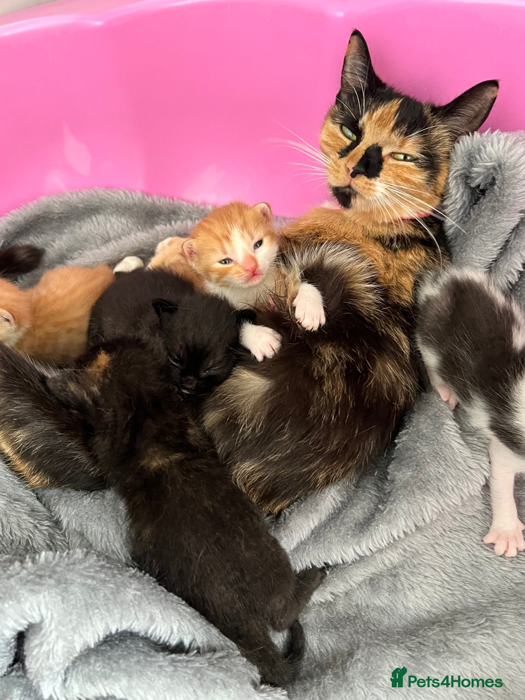 Mixed Breed cats for sale: 2 beautiful ginger male cats - Image 10