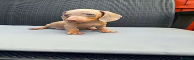 Miniature Dachshund 4
