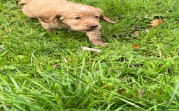 Cocker Spaniel dogs for sale: KC registered cocker spaniel pups for sale  - Image 21