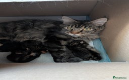 Maine Coon cats for sale: 4 Maine Coon / Ragdoll kittens - Image 6