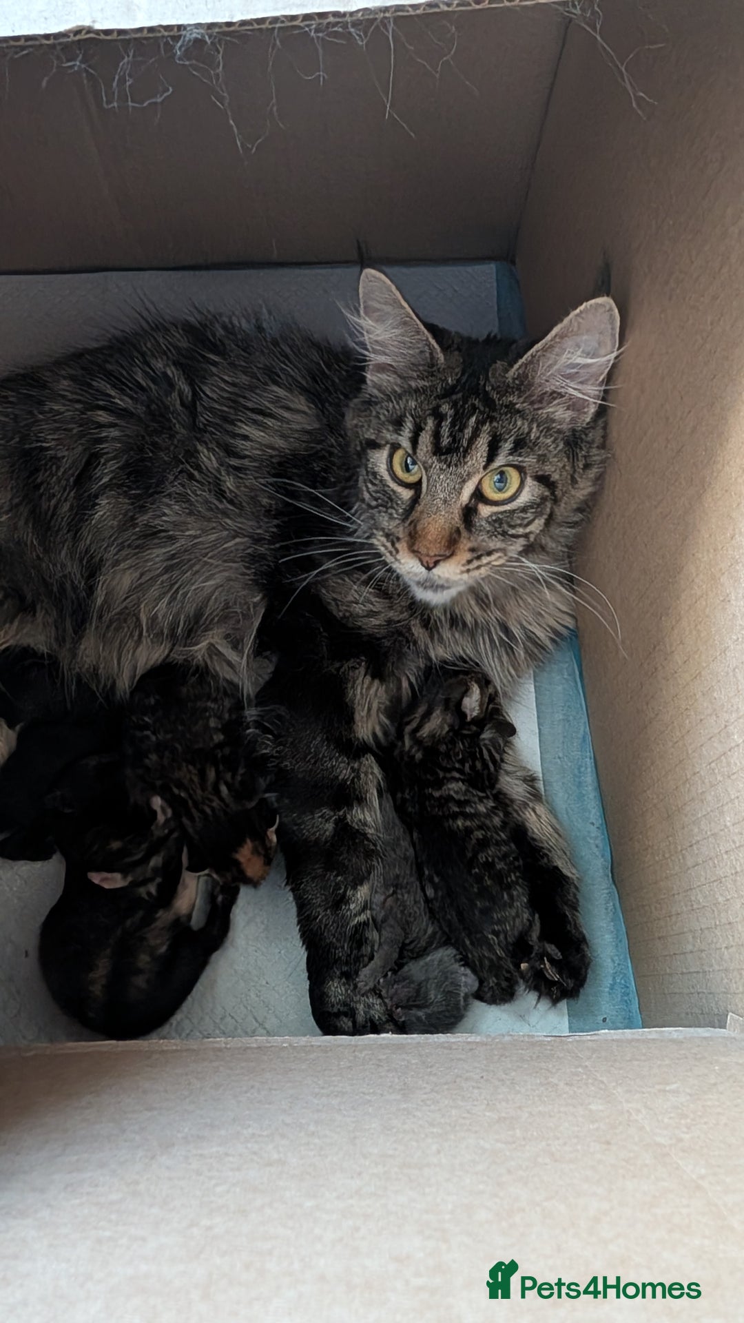 Maine Coon cats for sale: 4 Maine Coon / Ragdoll kittens - Image 6