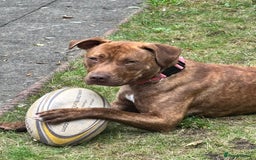 Mixed Breed dogs for sale: Beautiful loving girl  - Image 4
