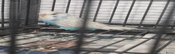 Budgerigars birds for sale: Baby Budgies - Advert 2