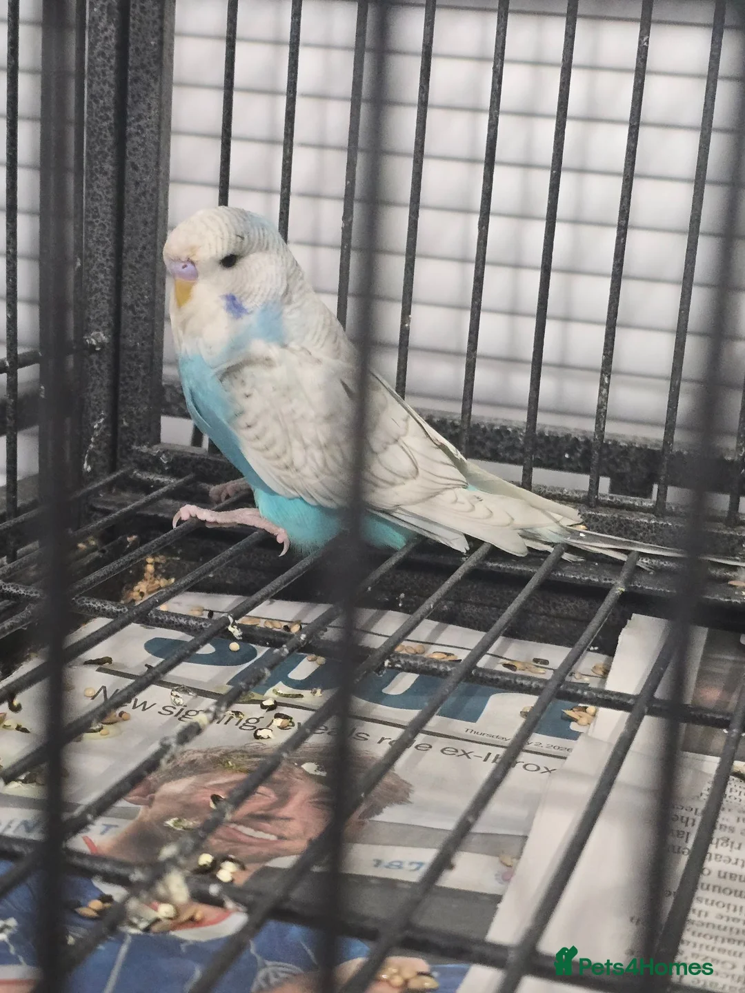 Budgerigars birds for sale: Baby Budgies - Advert 2