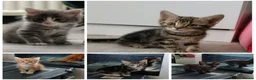 Mixed Breed cats for sale: 5 Beautiful kittens £100 each - Advert 1